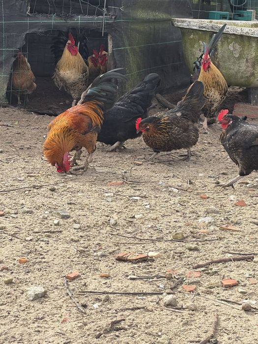 Galinhas e galos garnises