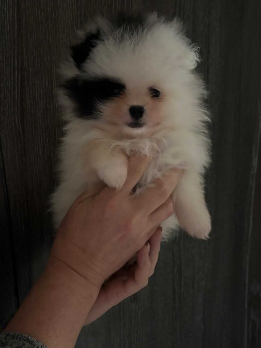 szpic miniaturowy pomeranian