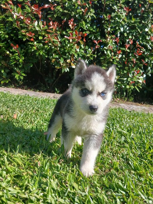 Husky Siberiano Macho