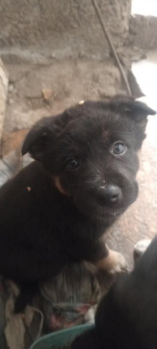 Хлопці і дівчата терміново шукають дім