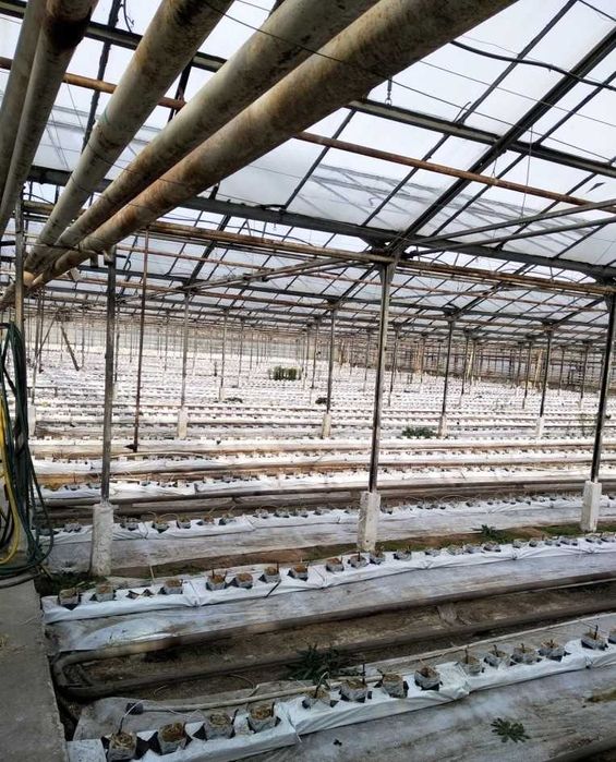 ЗНИЖЕНО ЦІНУ. Продаж тепличного комплексу