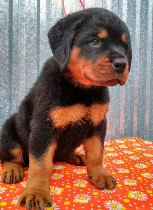 Ротвейлер, цуценята.