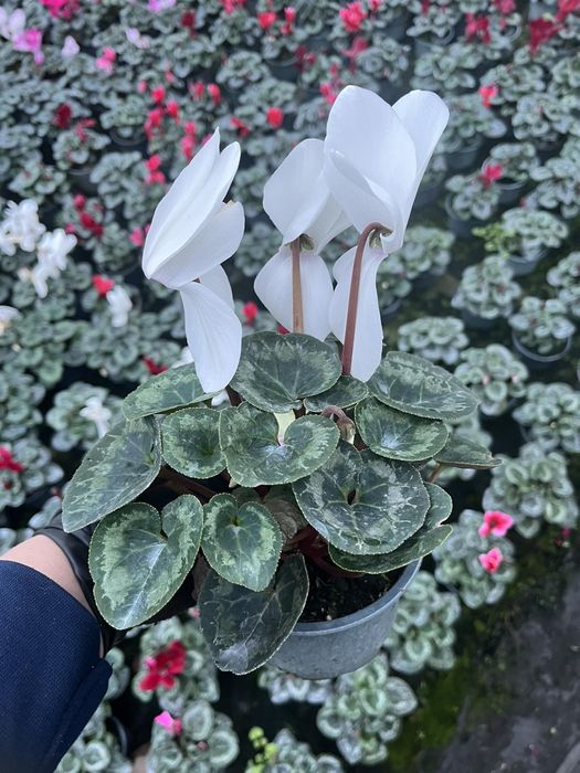 Цикламен  12 стаканчик