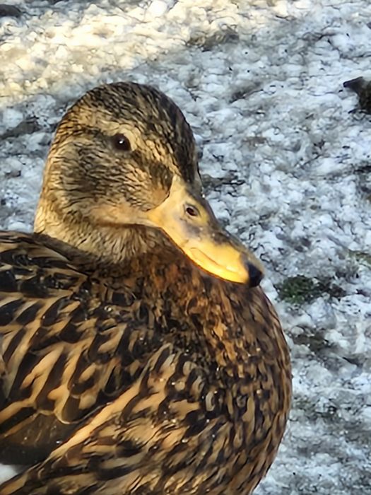 Kaczki krzyżówki sprzedam.