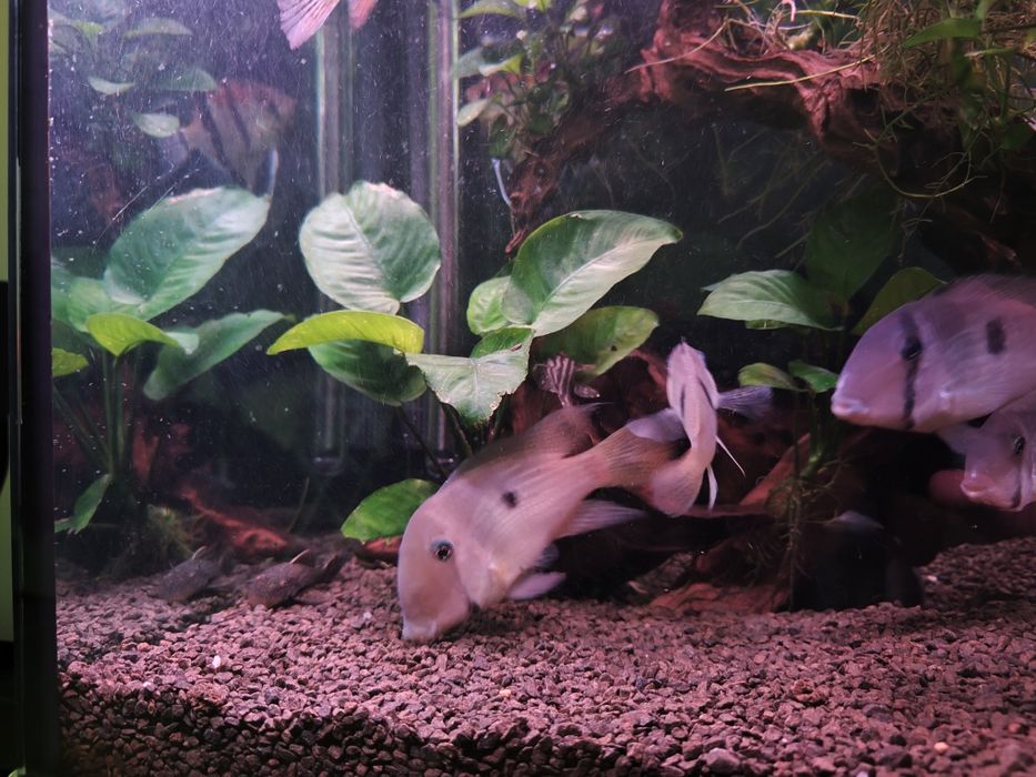 Trio Guianacaras Dacrya