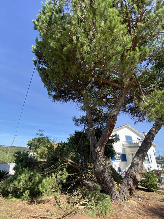 Limpezas de terrenos com roçadora e abate de árvores