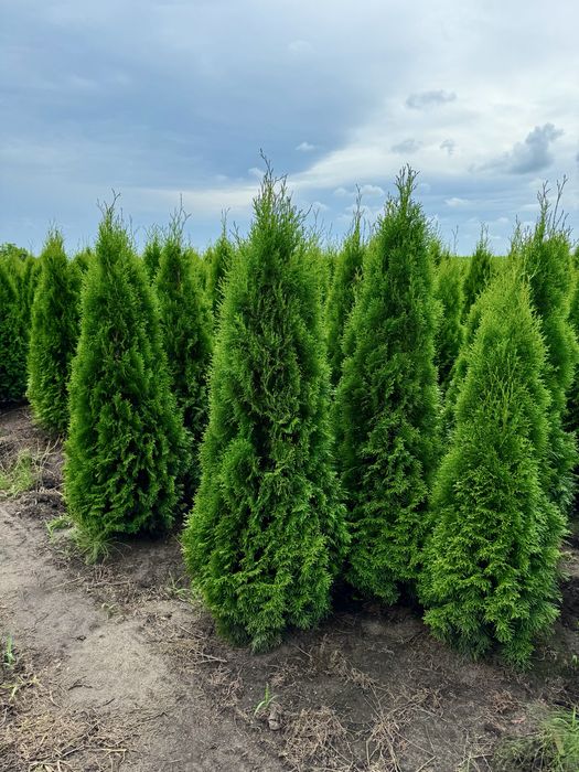 Gęsta Tuja Szmaragd 160-170cm Dostawa Sadzenie Producent Tuje