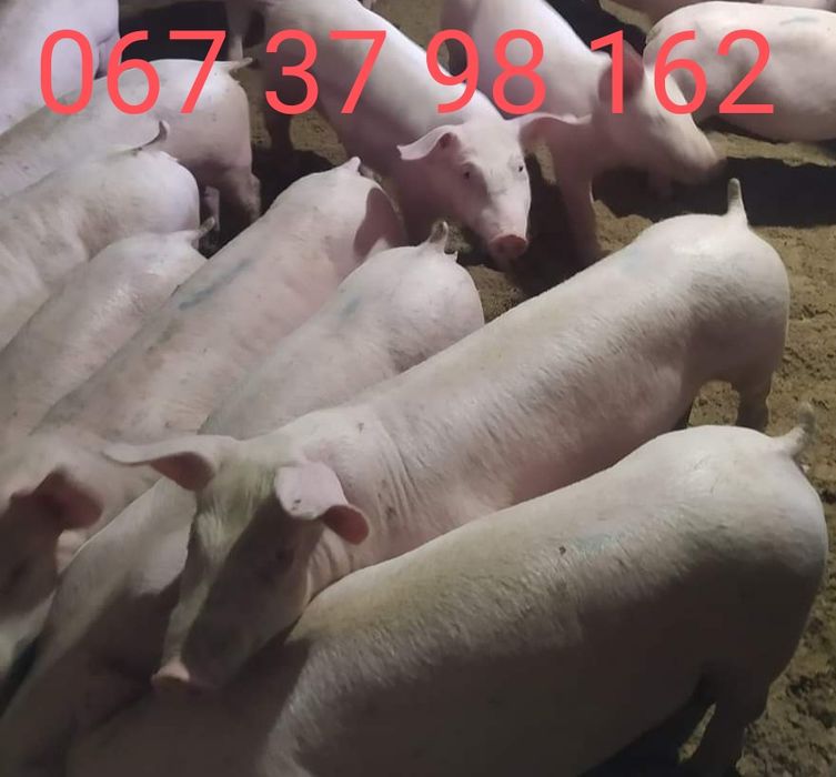 Продам поросята)))