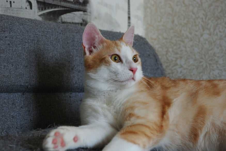 Лисик в поиске любящей семьи!