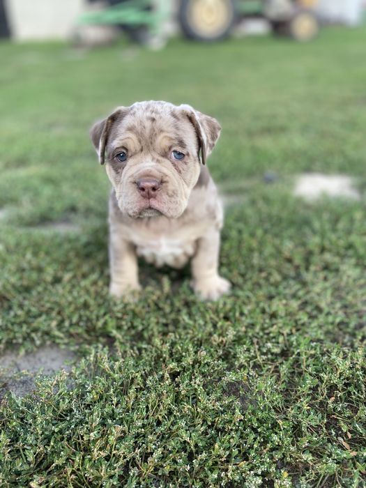 American Bully Pocket