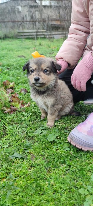 Щенята безоплатно