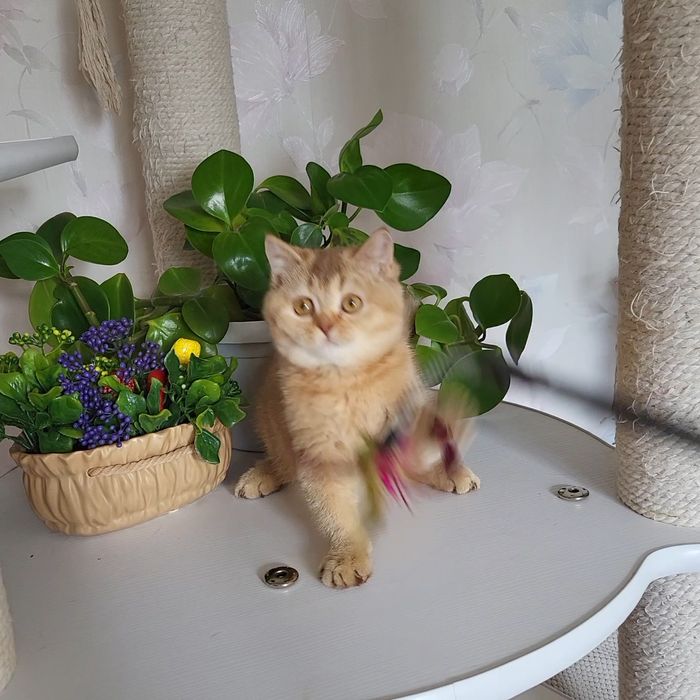 Братик та сестричка !