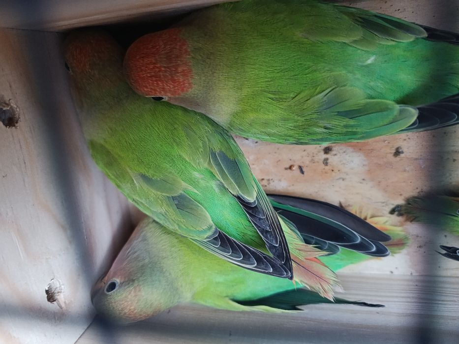 Casais Agapornis roseicollis