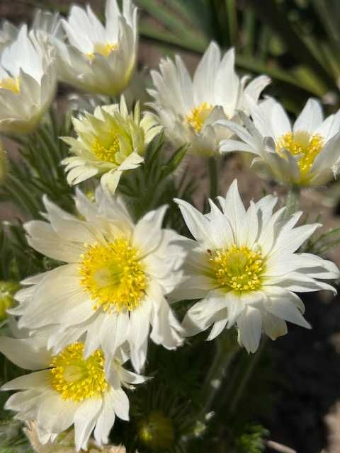 насіння сон трави