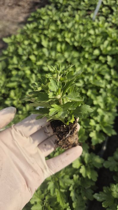 Хризонтема мультифлора- черенок