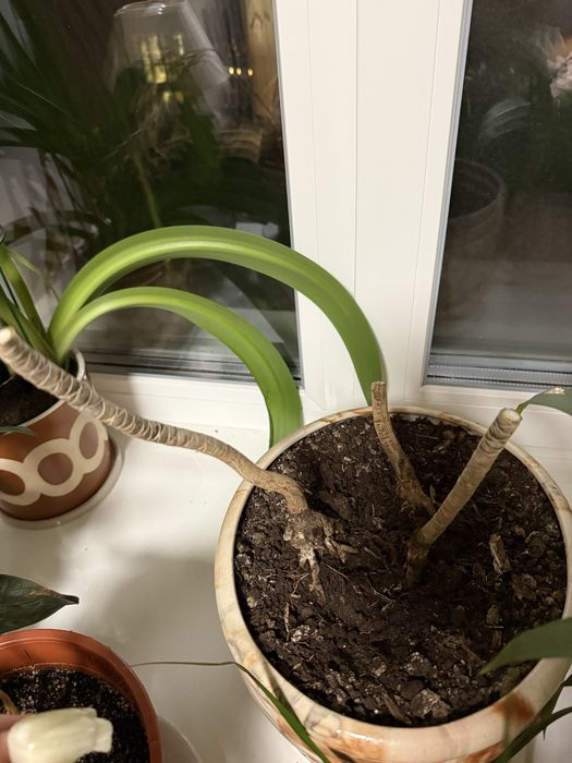 Драцена отдам в хорошие руки