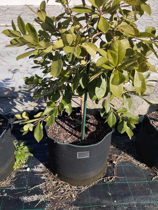 Sacos de cultivo 30l