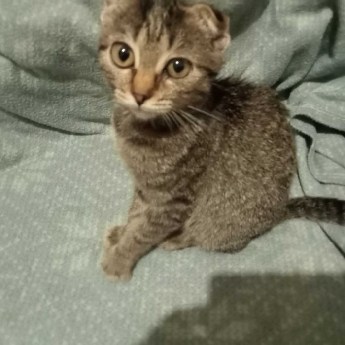 Віддам кошенят від вислоухої кішки