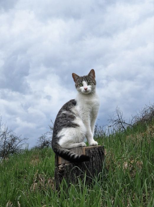 Lubi psy i ludzi! Drobna kotka do adopcji #kot