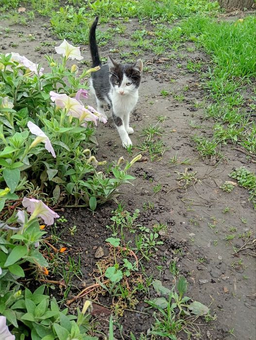 грайливе кошеня віддамо