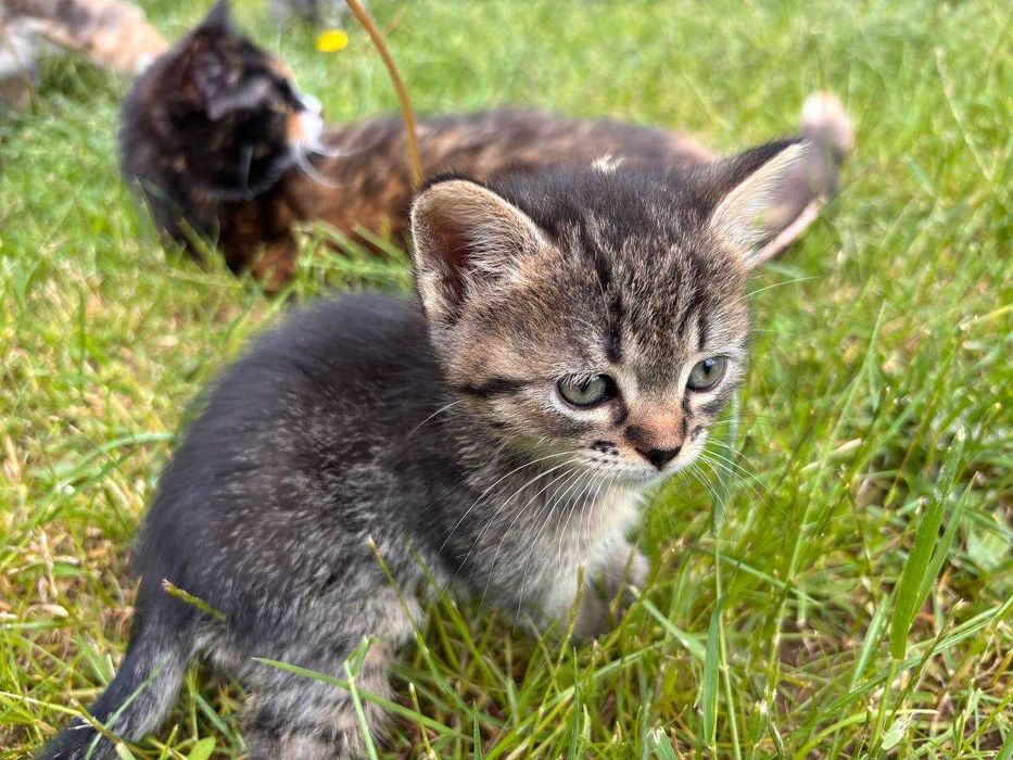 Віддам  котиків!!!Малята шукають дім!!!ДОСТАВКА! Косів,Косівський район