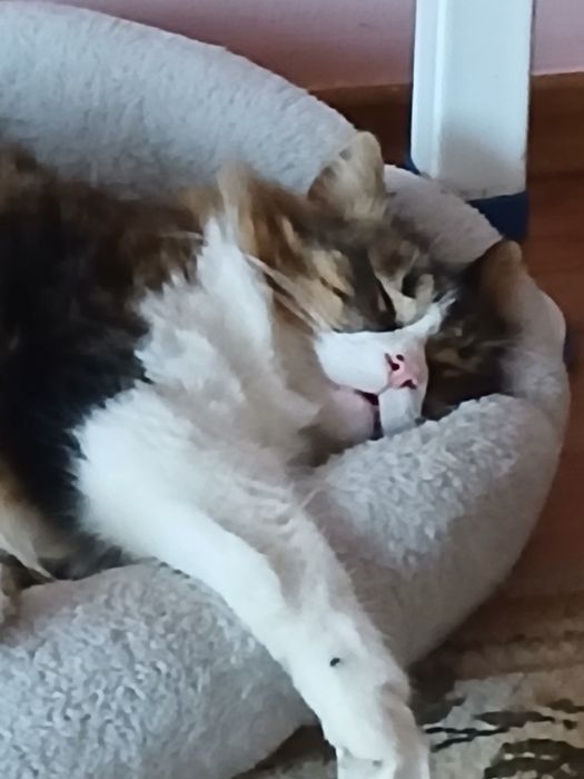 котик шикарний на 3 місяці