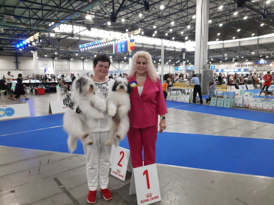 Український одіс Цуценята від Чемпіонів та Топ-собак. НЕ КСУ