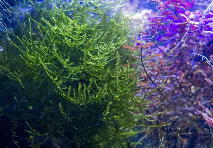 Zestaw mchów i roślin do nano akwarium lub krewetkarium 30l