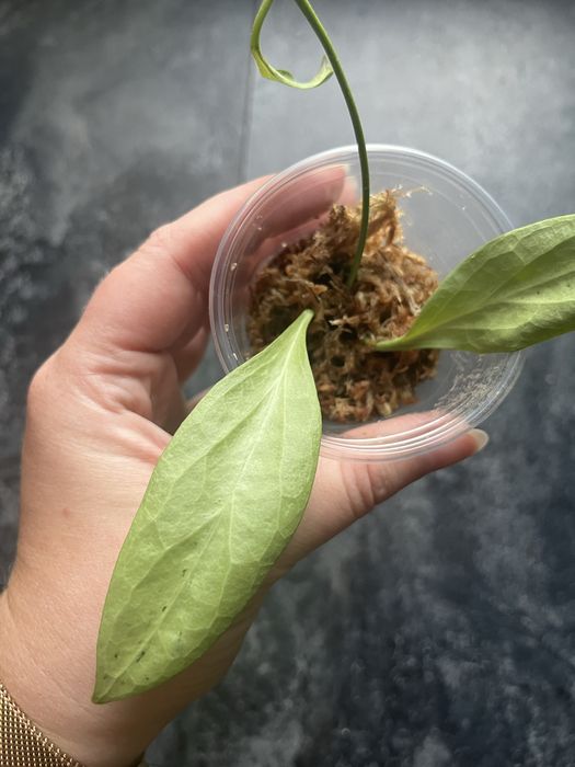 Hoya nicholsoniae new guinea ghost