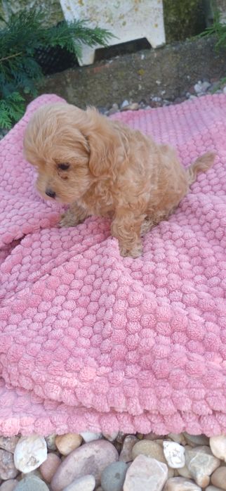 maltipoo femea pequenina