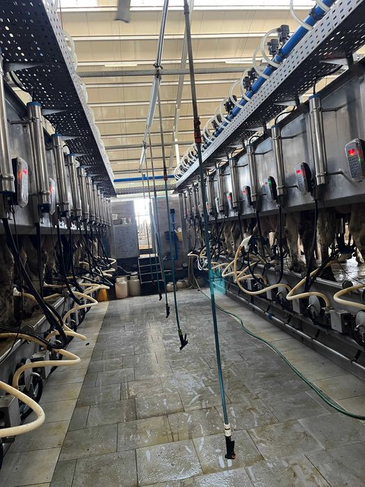 Mobilny dojarz - zastępstwo gospodarza