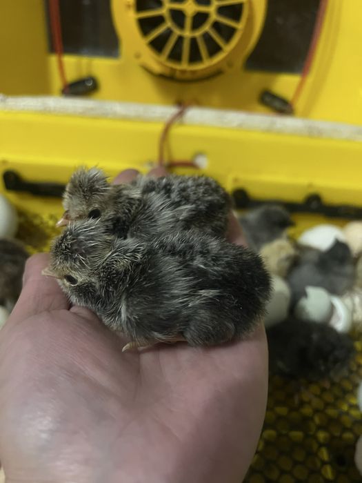 Курчата падуани ,амераукана