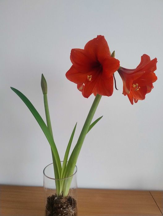 Piękny kwiat a.arylis w wazonie