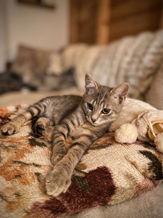 Кошенятко шукає дім