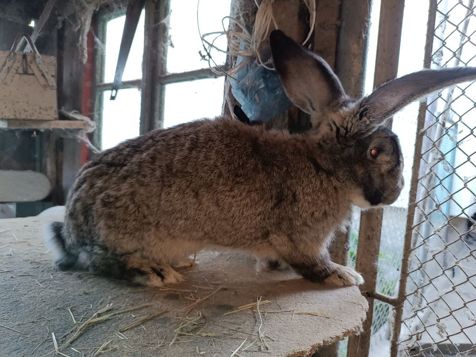 Дорослі кролі фландер