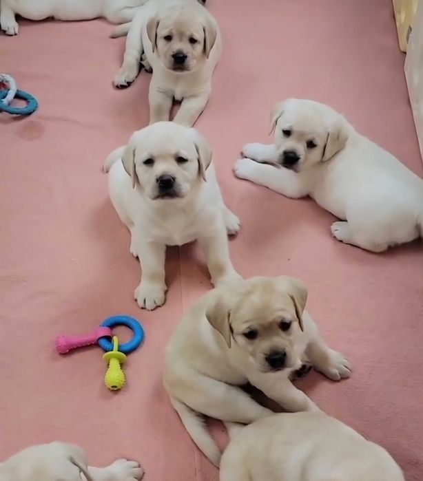 Biszkoptowy szczeniaczek LABRADOR retriever odbiór