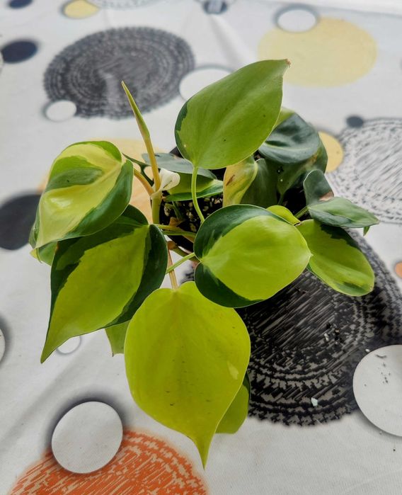 Muda Planta Philodendron Scandens Brasil