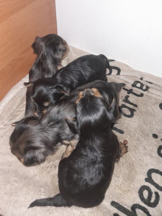 Йорчата  девочки