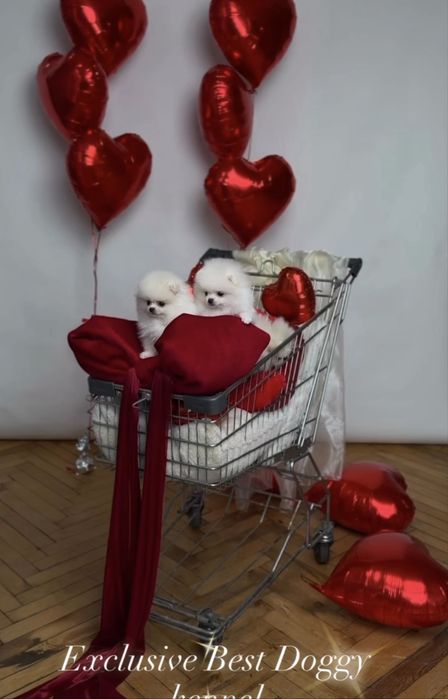 ‼️Exclusive VIP цуценята померанці. Померанський шпіц. Міні ведмедик