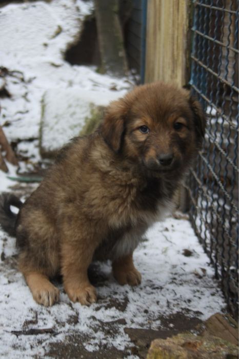 Щенок ищет дом !