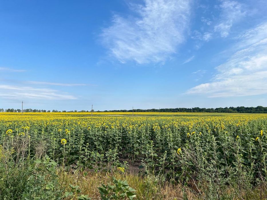 Продаю земельну ділянку!