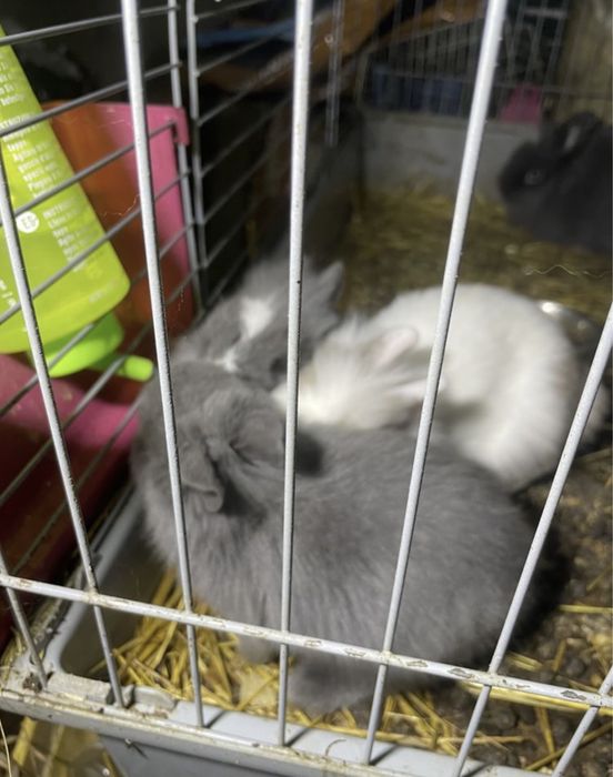 Coelhos anoes muito bonitos alguns de olhos azuis