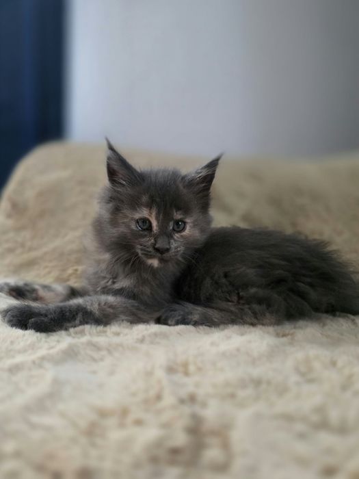 Kotka Maine Coon