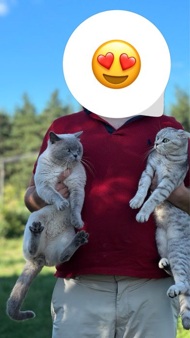 Шотландские блю поинт котята. Настоящие! ВИСЛОУХИЕ/ПРЯМОУХИЕ МАЛЬЧИКИ ДЕВОЧКА