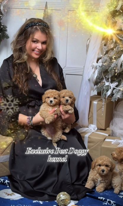 МАЛЬТІПУ. Exclusive VIP mini цуценята мальтіпу ф1 3 і 3.5 місяці