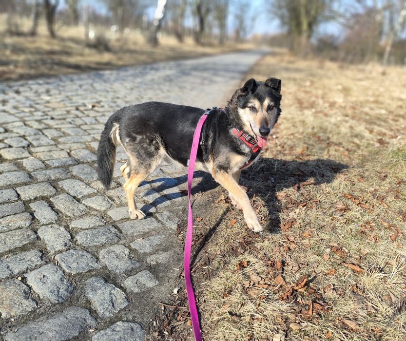Bosman od 3 lat czeka na dom w schronisku