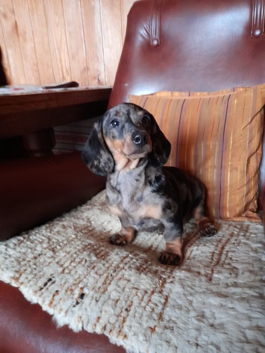 Jamnik krótkowłosy merle