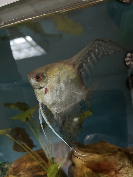 Peixe escalar vendo ou troco