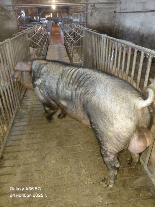 Сім'я кнура,спермодози