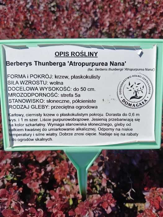 Berberys Thunberga Atropurpurea Nana